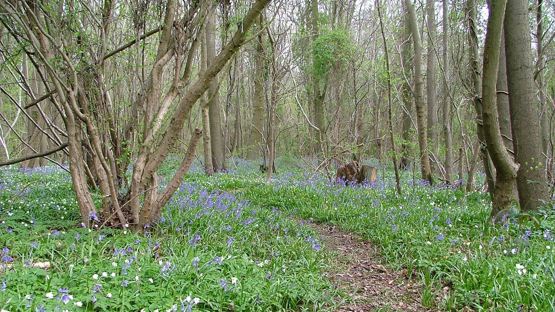 Limewoods National Nature Reserve