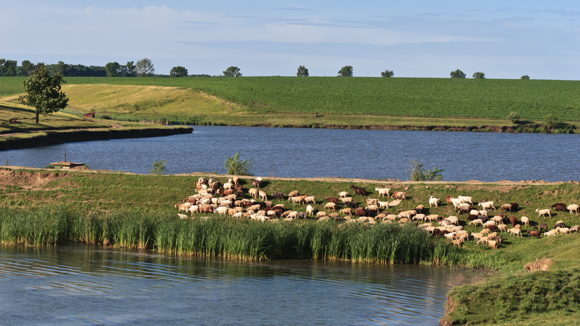 sheep in a green field that has two ponds