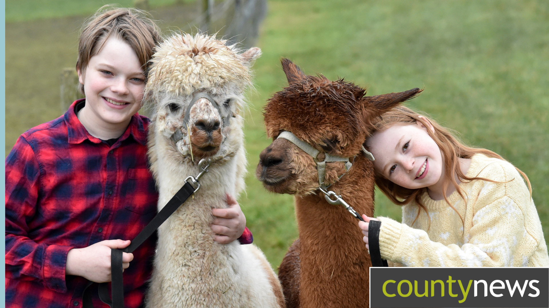 Try Alpaca walking at J&J Alpacas