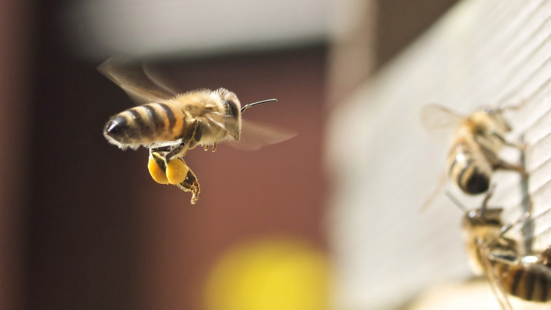 Bees