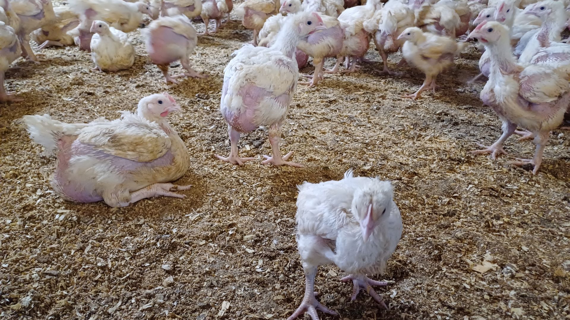 Chickens in poor condition kept at Low Farm in Fulstow