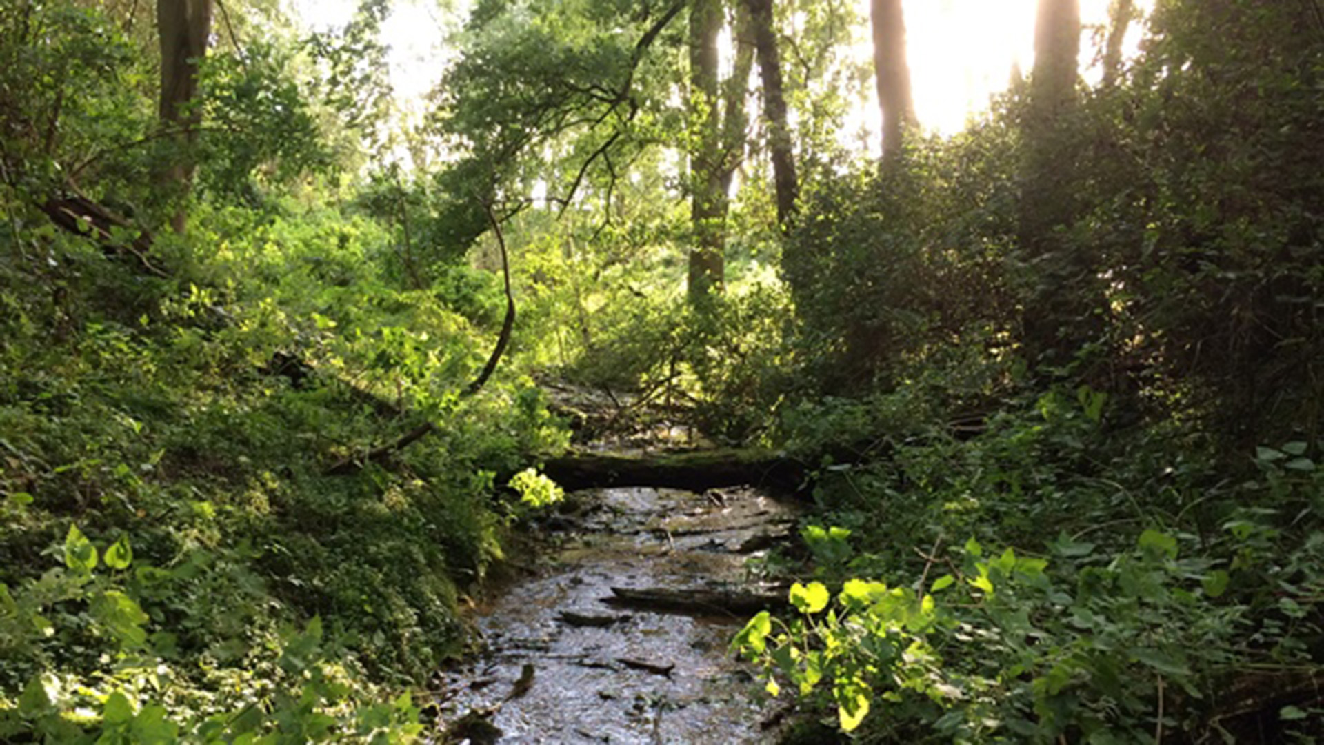 Chalk stream