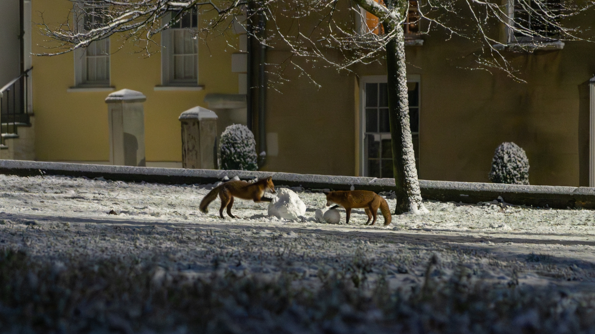Foxes playing in the snow in the grounds of Lincoln Cathedral. Photo by Andrew Scott.