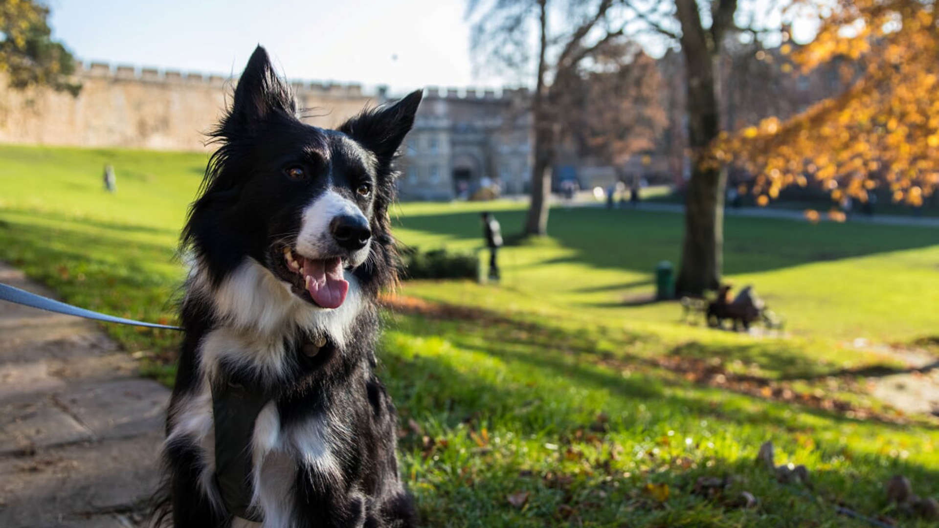 Lincoln Castle dog days