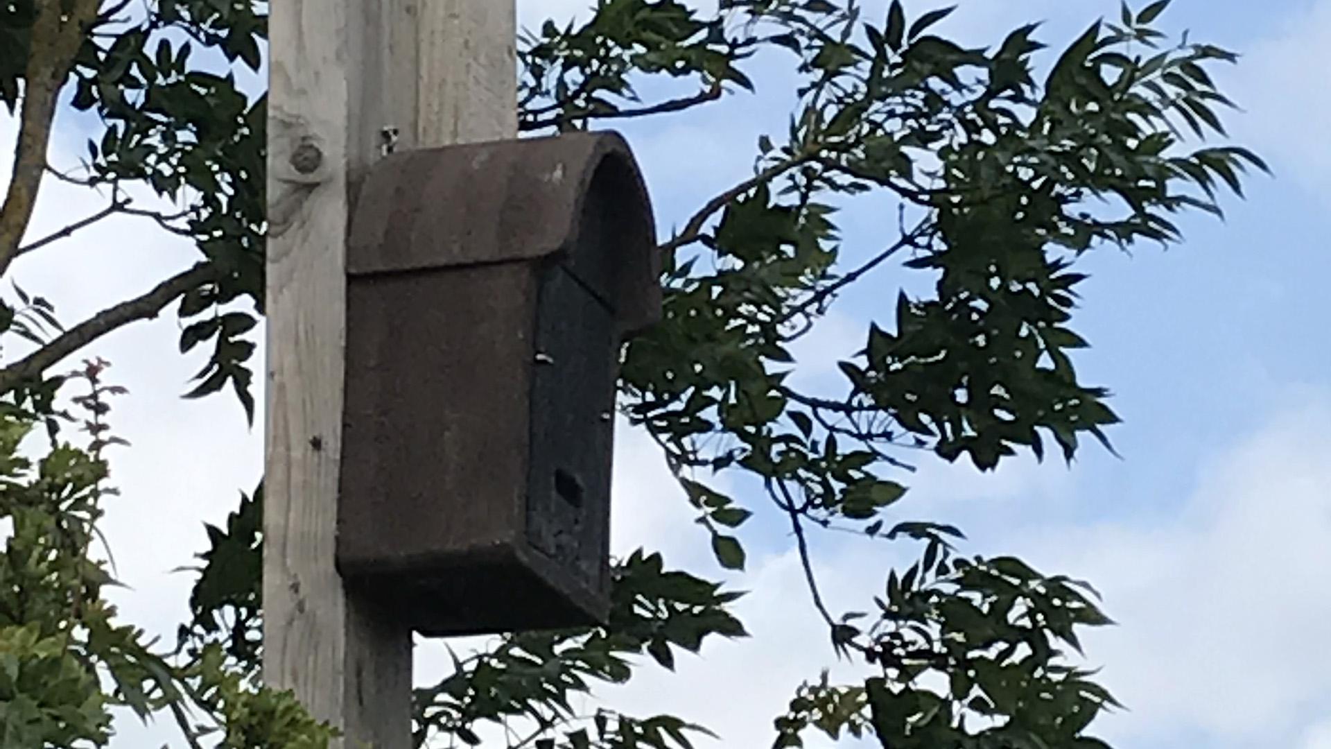 LEB bat box