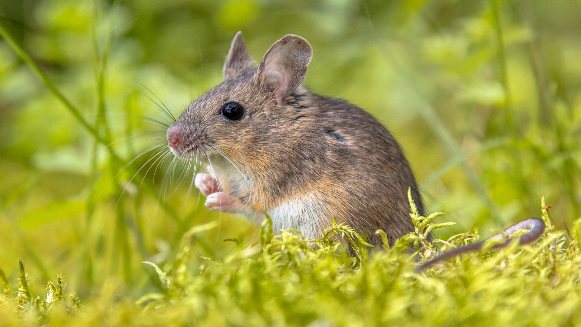 A wood mouse in it's natural habitat