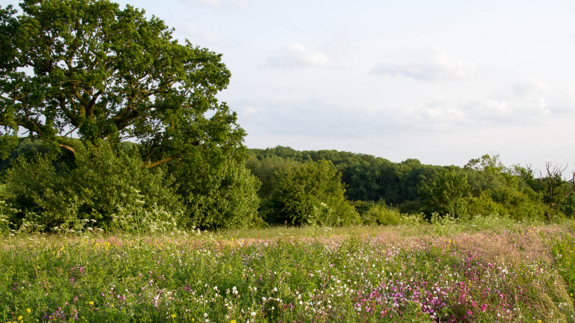 A view of a walking path in Lincolnshire, trees and flowers growing in the foreground