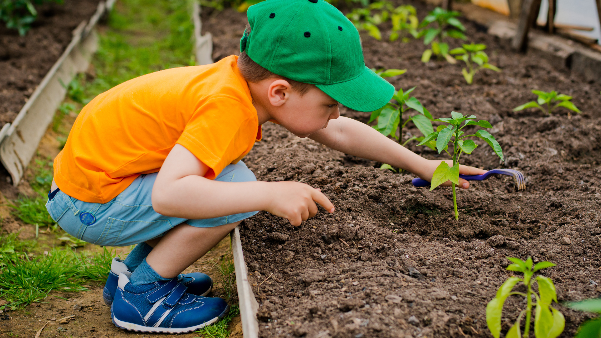 A young boy digging in an allotment