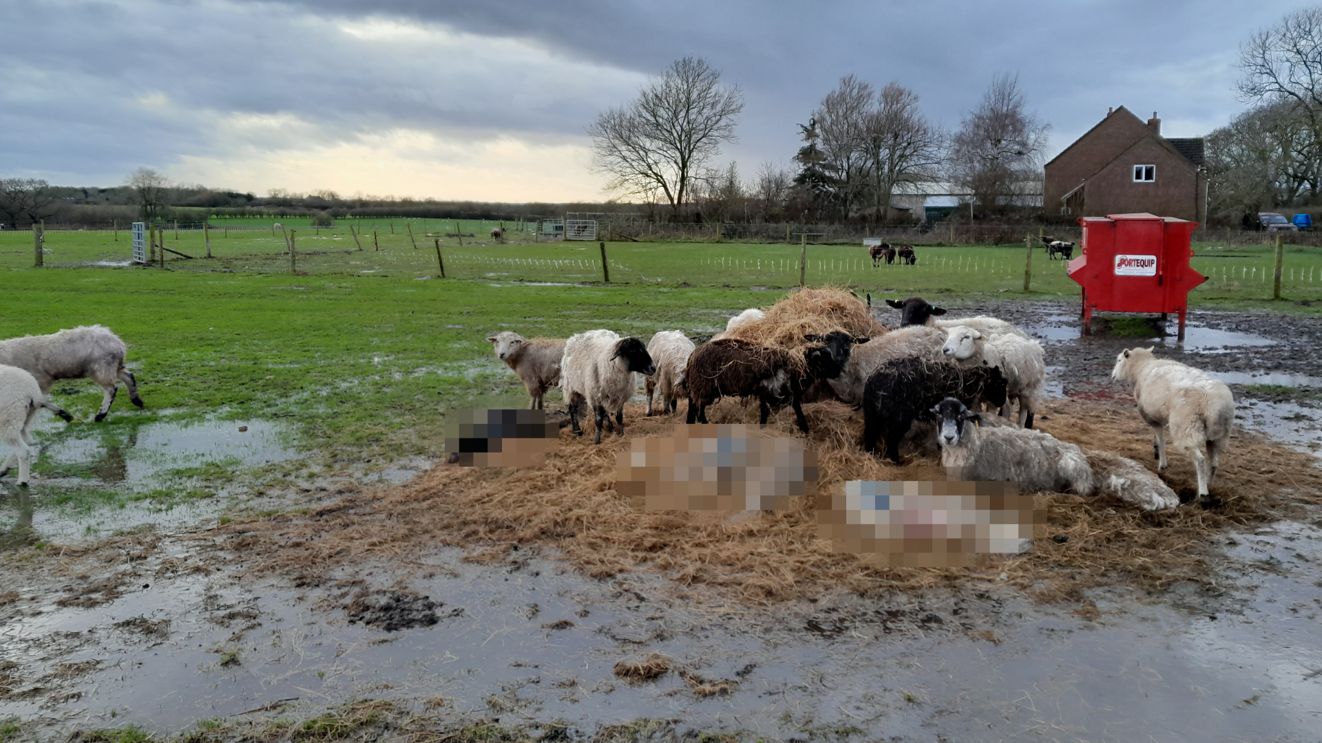 Sheep grazing from hay that dead sheep are lying in - the image is pixelated.