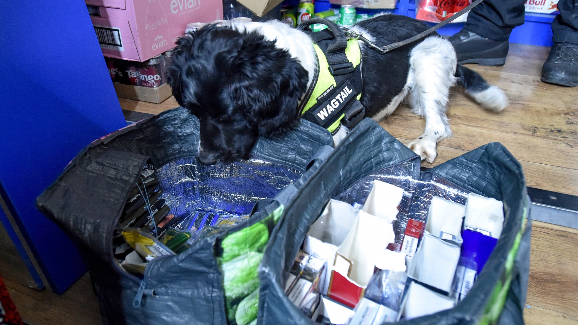 Skye the sniffer dog investigates a bag filled with illegal cigarettes