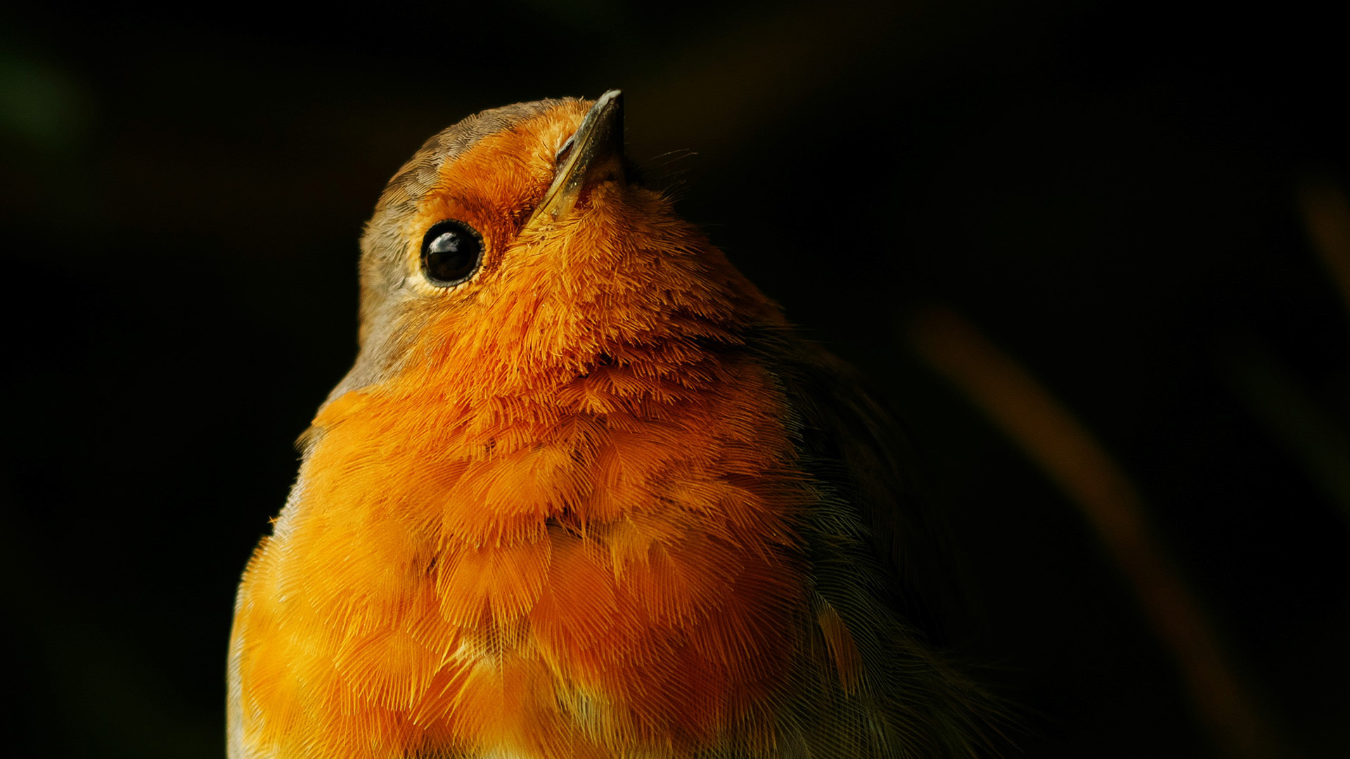 Spotlit Robin  (Young Photographer, Katy Read)