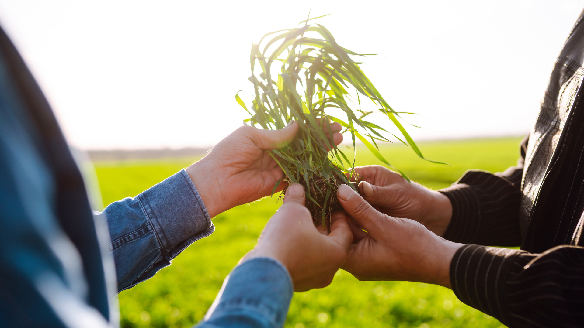 Two hands holding seedling