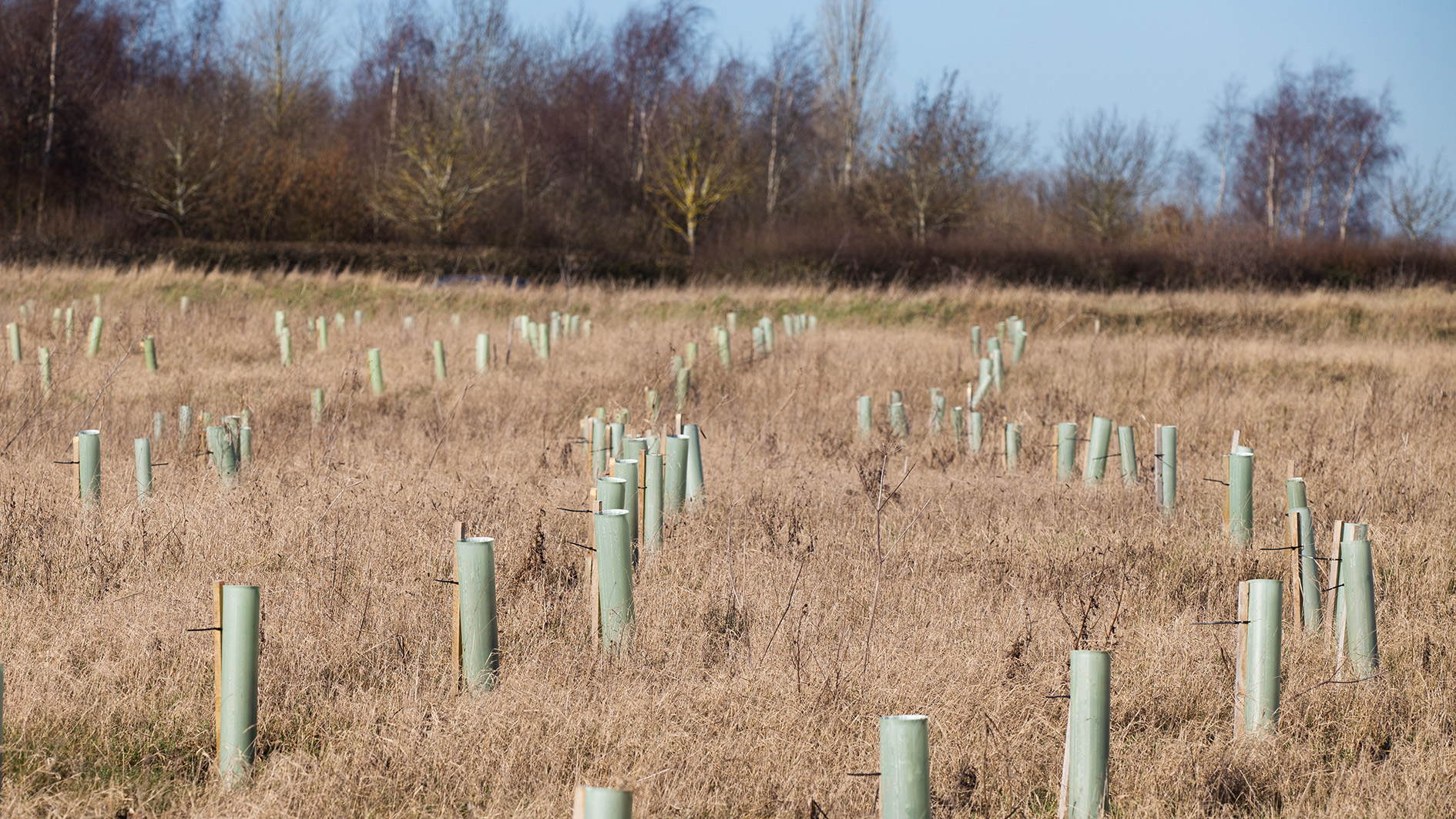 Tree planting in Lincolnshire.