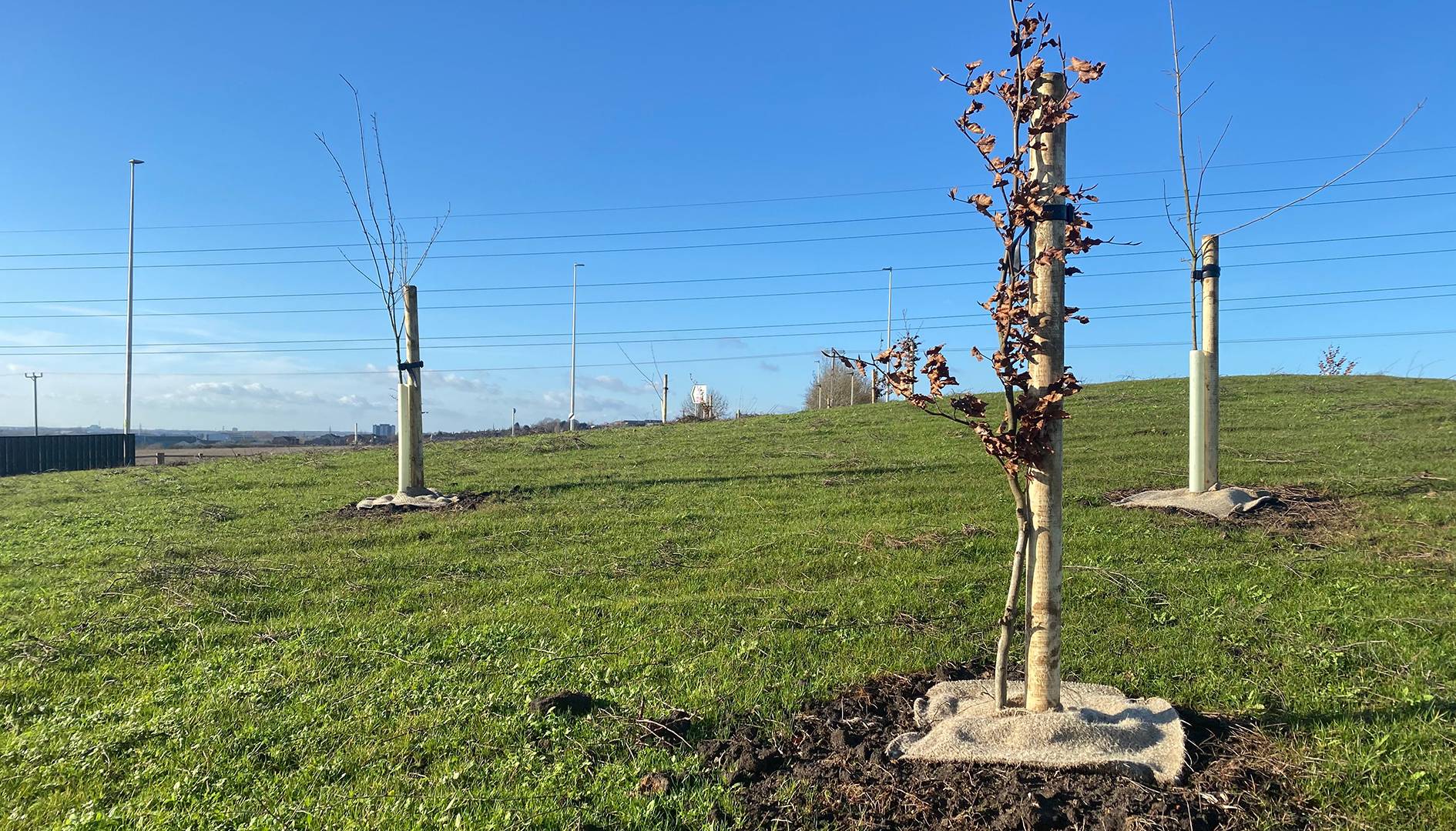 Trees planted along highways in Lincolnshire