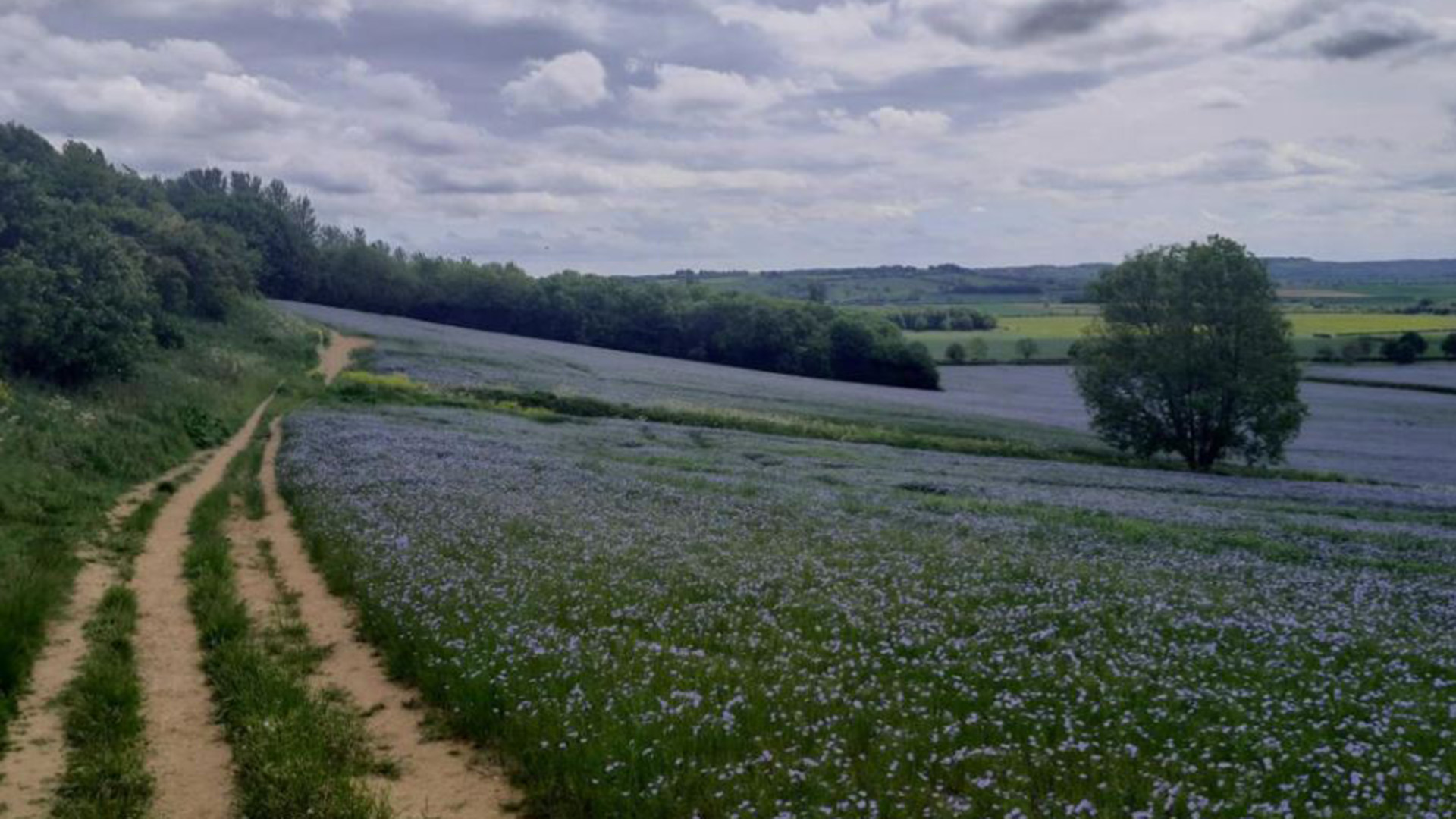 viking, way, boothby, june, walk