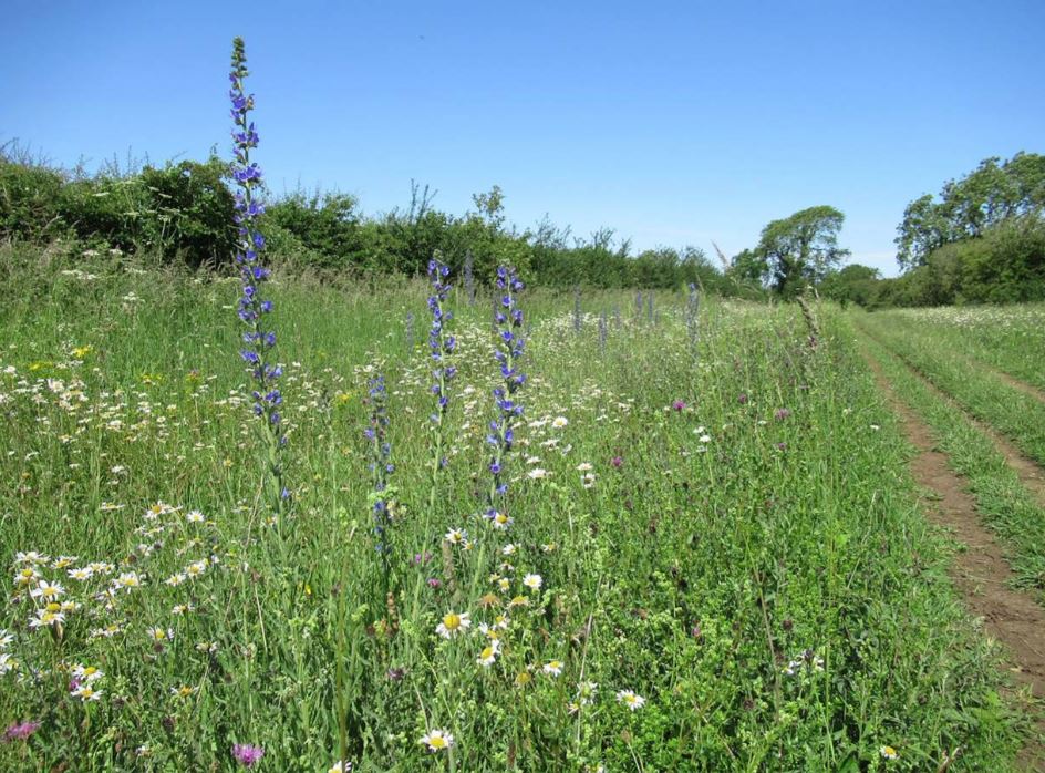 viking way, 50, walk, month, buckminster