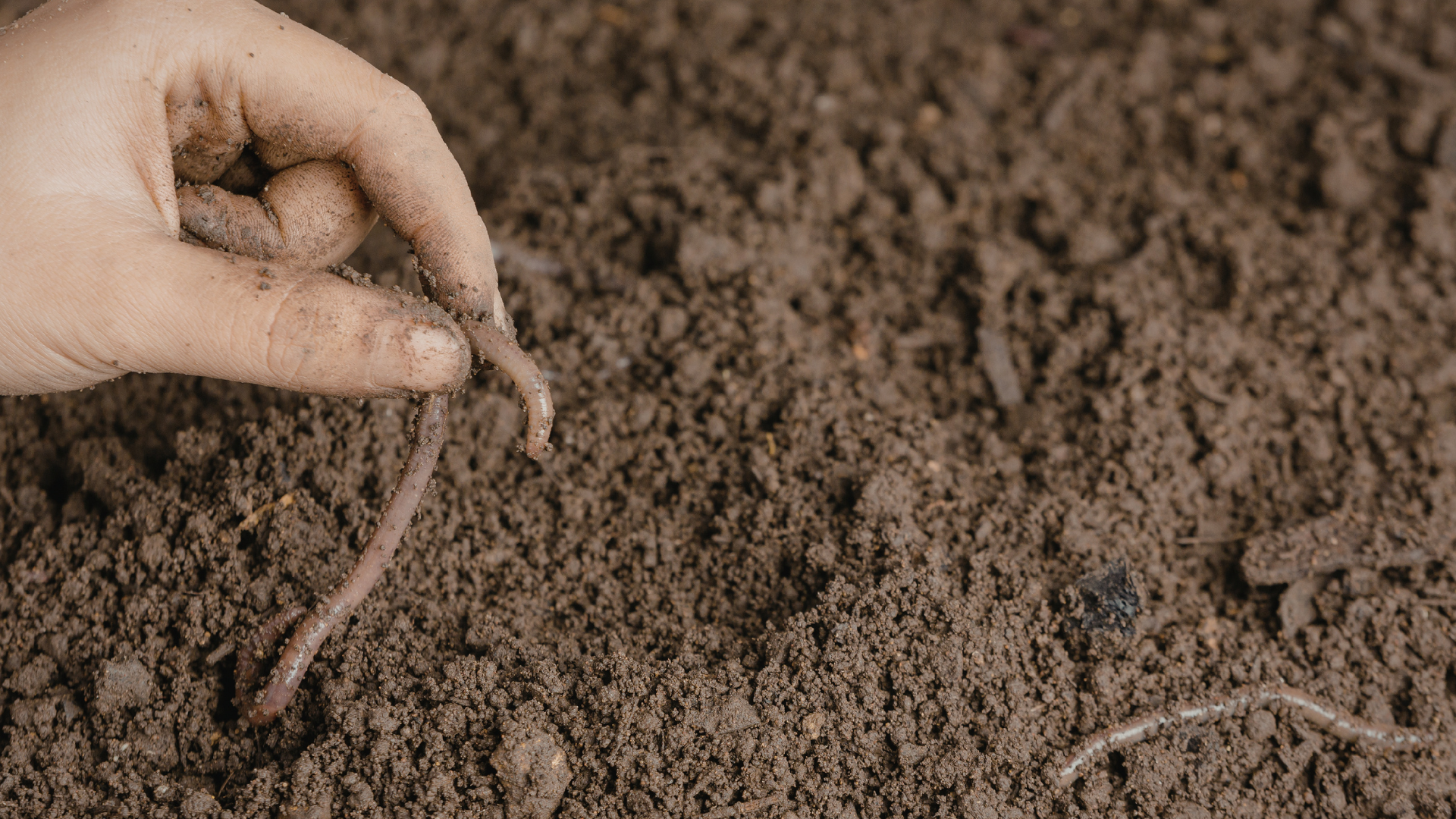 Worm being picked out of soil