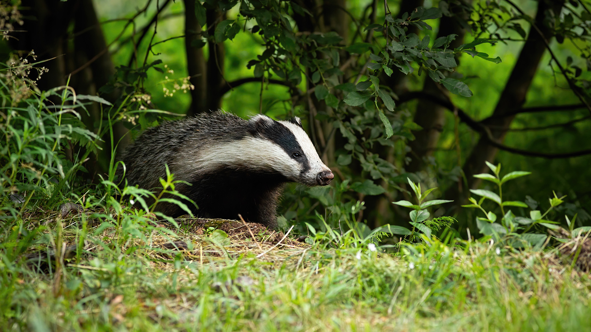 European badger