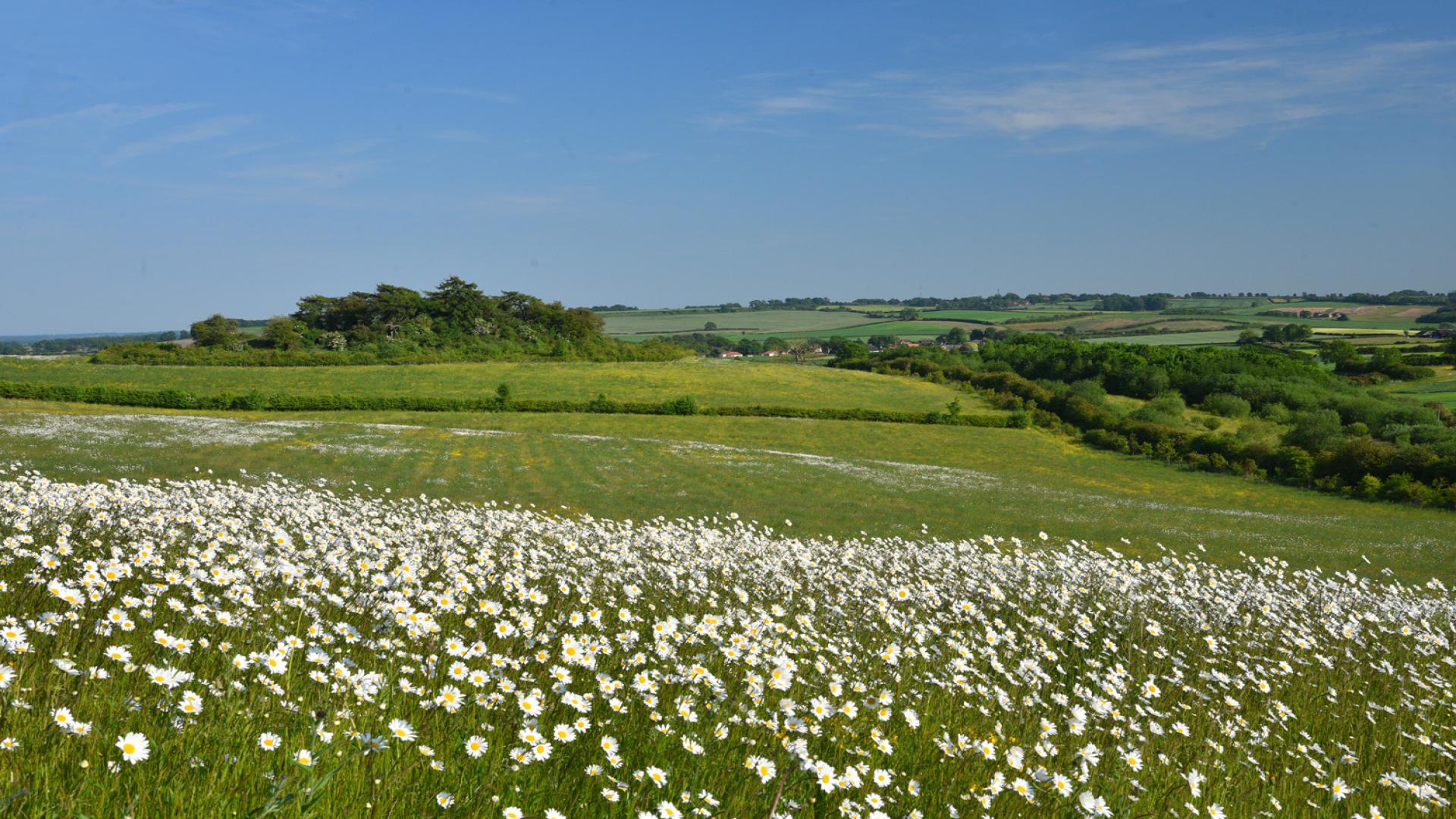 natural, view, acre, field