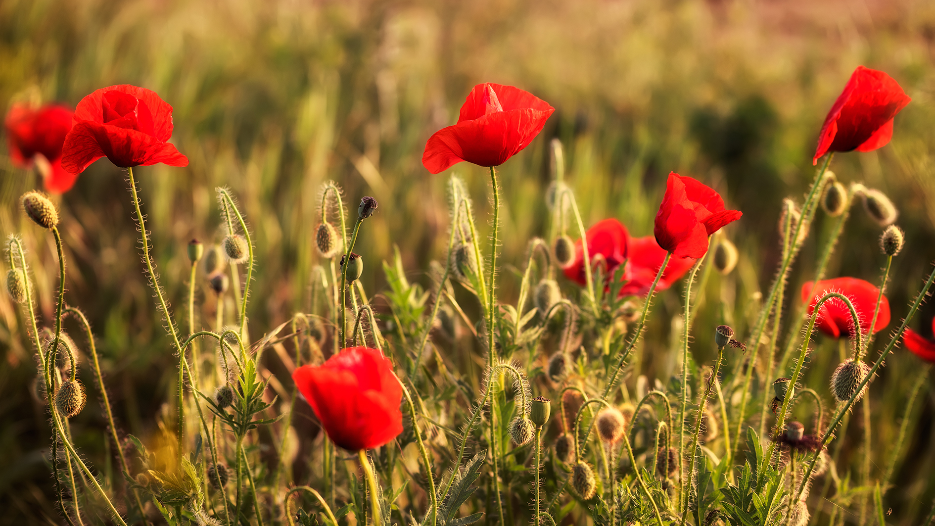 Field of poppies