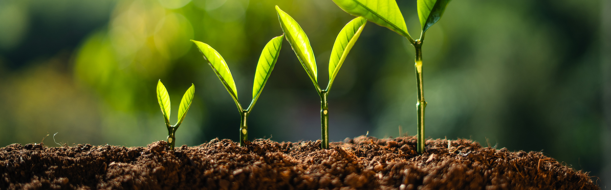 Image of trees growing on the ground